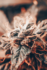 Green background of flower. Macro shot of cannabis bud. Trichomes of marijuana flower with THC and...