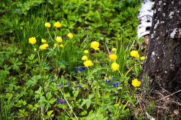 orange flowers Forest of Flowers