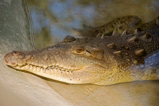 Caiman