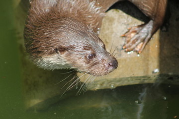 Fischotter