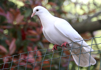 dove resting on a wire mesh