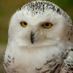 Close-up of a snowy owl