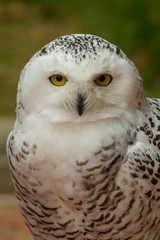 Snowy owl portrait