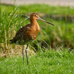 Black-tailed Godwit in the grass