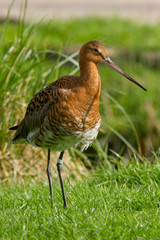 Black-tailed Godwit in the grass (Limosa limosa)