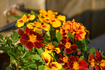 Цветы бархотки на кусте