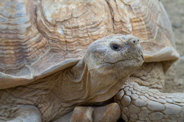 Close-up of a tortoise
