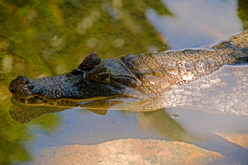 Caiman