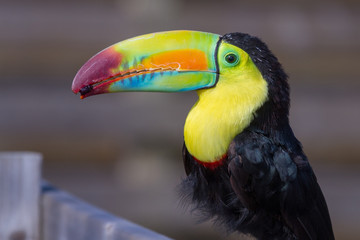 Keel-billed Toucan (Ramphastos sulfuratus)