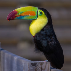Keel-billed Toucan (Ramphastos sulfuratus)