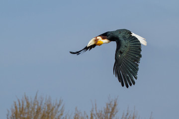 Wreathed Hornbill in flight