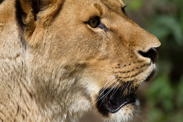 Close-up of a lion
