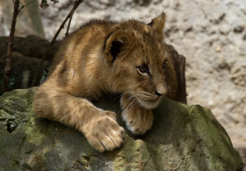 Fototapeta na wymiar Cub of a lion