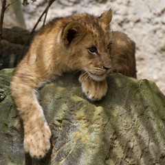 Cub of a lion
