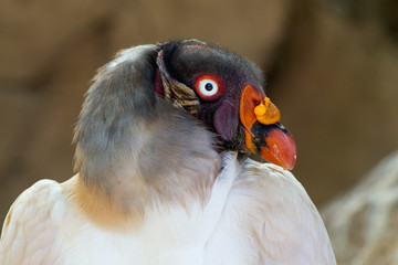 Close-up of the majestic King vulture (Sarcoramphus papa)