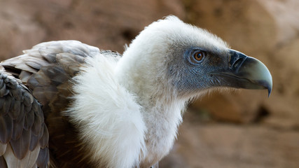 Portrait of a Griffon Vulture (Gyps fulvus)
