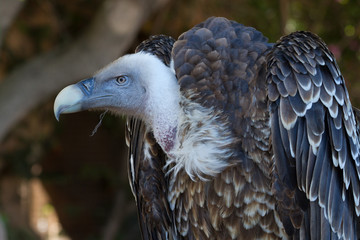 Griffon Vulture (Gyps fulvus)