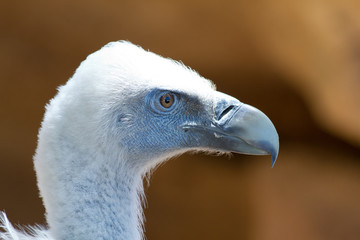 Portrait of a Griffon Vulture (Gyps fulvus)