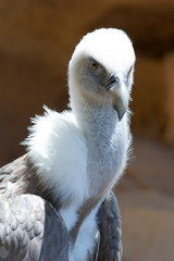 Portrait of a Griffon Vulture (Gyps fulvus)