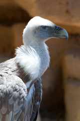 Griffon Vulture (Gyps fulvus)