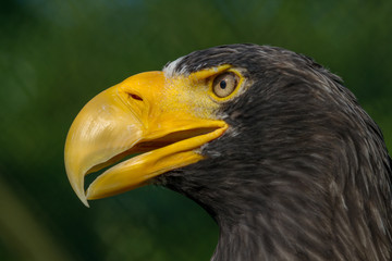 Close-up portrait of the Steller's sea eagle