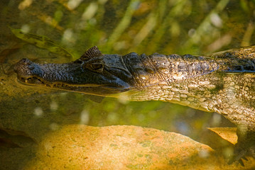 Caiman