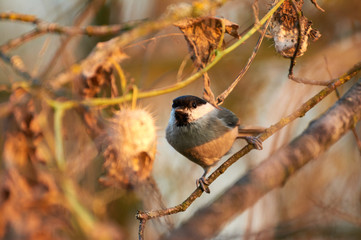 Marsh tit (Poecile palustris) A bird sitting on a branch in the thickets of hops. Bird watching in the fall. Picturesque background behind the object.