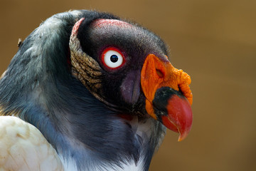 Close-up of the majestic King vulture (Sarcoramphus papa)