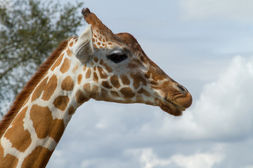 Obraz premium Giraffe