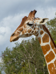 Giraffe