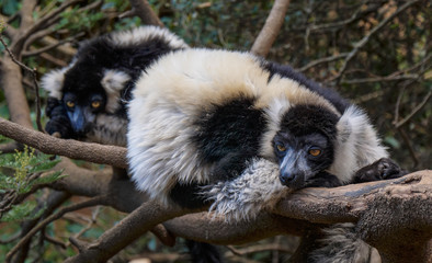 Black and White Ruffed Lemur