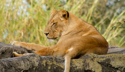 Lion at rest