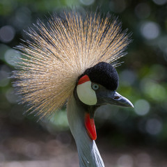 Fototapeta premium Head of the Grey Crowned Crane (Balearica regulorum)