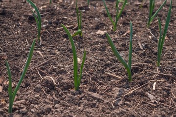 Growing onions, gardening.