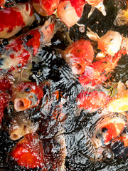 Fototapeta na wymiar Colorful carp fish