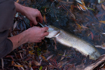  Pike caught in late autumn. Jaws of a predator. Fishing with spinning  princep caught let go.