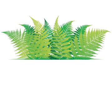 Banner with  ferns. Frame with a leafy bouquet. Vector illustration.