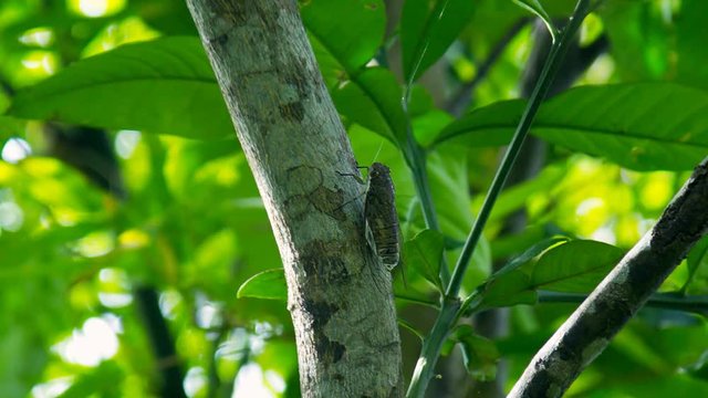 macro cicada sits on thick tropical tree branch against leaves on sunny day in natural habitat
