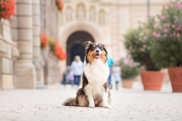 Obraz premium australian shepherd doing tricks in the city