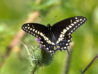 Butterfly on thistle Black Swallowtail