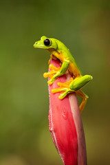 Gliding tree frog