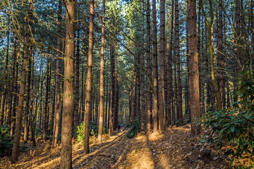 A walk through the scotch pine trees