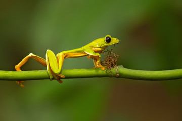 Gliding tree frog