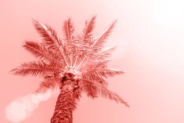 Perfekte Palmen gegen einen schönen Himmel. Korallenfarbener Hintergrund. © Paopano