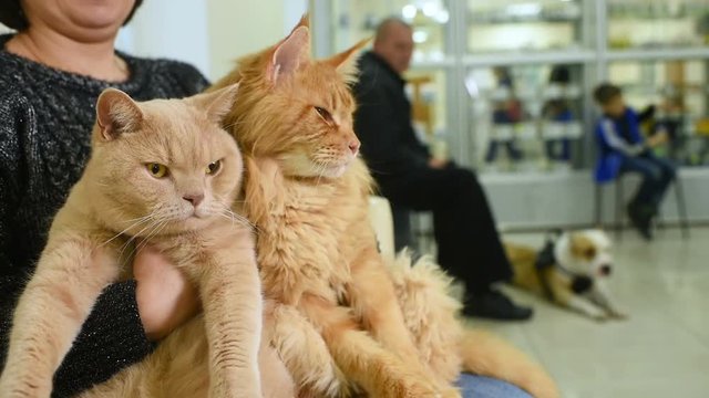 People with their pets are waiting for a medical examination at the veterinary clinic. Animal Health