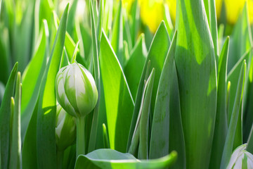 closed white tulip on the background of green leaves in light. closeup