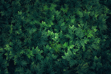 Nature leaves green of fern background in garden at spring. dark tropical foliage natural abstract background.