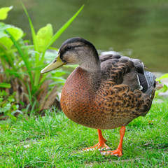 Duck standing on a grass. A bright sunny day.