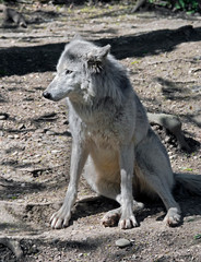 Polar wolf. Latin name - Canis lupus arctos