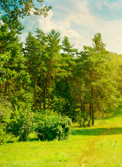 Fototapeta na wymiar Natural forest with coniferous and deciduous trees, meadow and footpaths. Summer.